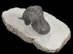 Arched Morocconites Trilobite - Ofaten, Morocco #54404-2